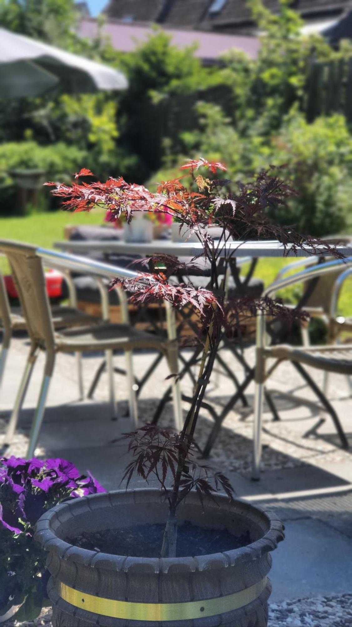 Hotel Schneiderhof Braunlage Extérieur photo